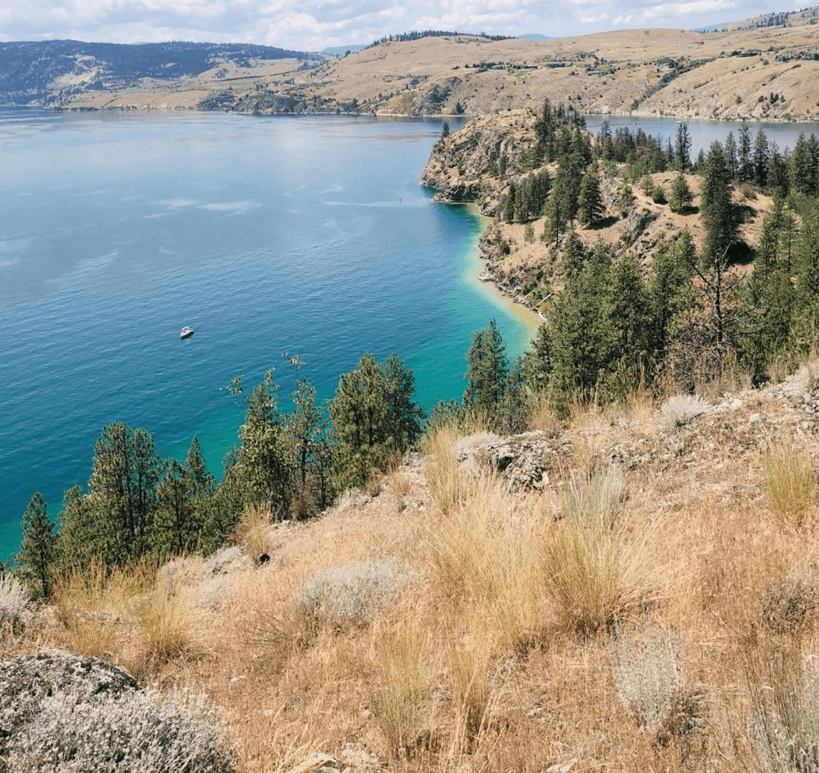 Turquoise Okanagan lake water curving around a dry golden hillside with ponderosa pines.